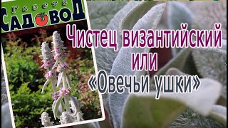 ЧИСТЕЦ ВИЗАНТИЙСКИЙ ИЛИ ОВЕЧЬИ УШКИ [upl. by Gneh375]