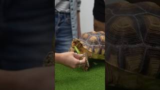 EvanAndKatelyn feed baby PushPop 🥬🐢 shorts tortoise notapet alveus mayahiga [upl. by Us437]