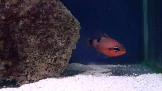 Flame Cardinal Fish Apogon maculatus  Tropical Fish [upl. by Saerdna]