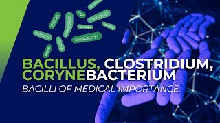 Bacillus Clostridium Corynebacterium Bacilli of Medical Importance [upl. by Marcellina620]