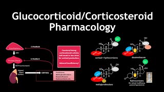 Glucocorticoid and Corticosteroid Pharmacology and Medicinal Chemistry [upl. by Hafital998]