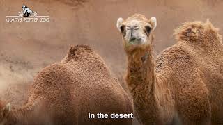 Dromedary Camels [upl. by Amluz971]