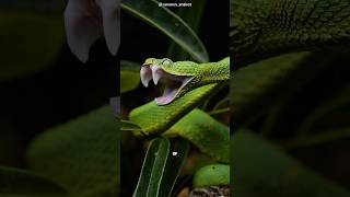 Bush viper 🐍 the deadly snake in the worlds shorts wildlife worldsnake snake animals facts [upl. by Shannah]