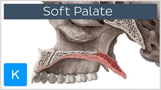 Soft palate Muscles Function amp Definition  Human Anatomy  Kenhub [upl. by Vizzone]