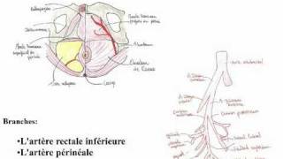 Le périnée [upl. by Netaf974]