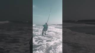 صيد الشرغو بطعم كتومة رايحة sea fishing fishingvideo seafood g [upl. by Olmstead235]