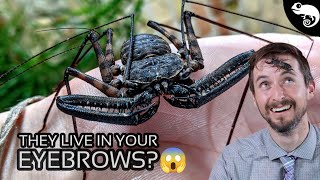 Arachnids  Everything You Want to Know and a Few Things You Dont [upl. by Coridon611]