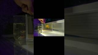 DIY Nano Aquarium Tank for Fish  ALGUTIME [upl. by Irret805]