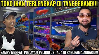 TOKO IKAN TERLENGKAP  SAMPE MERPATI POS AYAM PELUNG CST ADA DI PANORAMA AQUARIUM indoexotic [upl. by Darce]