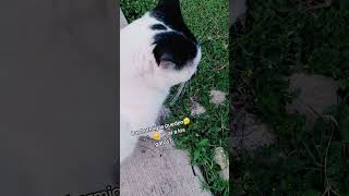 las HORmIGAS pican a los agtos 🐜🙀 gatos vidavidadegato [upl. by Ahsiekar]