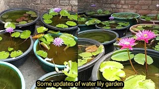 Some New Updates Of My Water Lily Tarrace Garden 🏡🤗 waterlily waterlilyplant lotus [upl. by Nytram126]