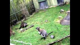 Bennetts and Swamp Wallabies at the Toronto Zoo [upl. by Halimeda]