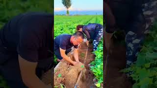 Sweet potatoes harvest 👍 satisfying food potato farming shorts video [upl. by Ecertak318]