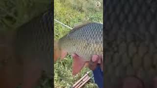 নলা মাছ ধরা ✅🐋👍🙏✅hookfishing fish fishing blackfishing মাছধরা unfrezzmyaccount shortvideo [upl. by Assenal895]