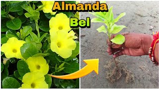 How to grow allamanda vine  golden trumpet Vine from cutting [upl. by Leseil782]