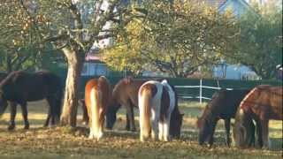 Eindrücke vom Islandpferdehof Ickelsbach  Hoftrailer 2 [upl. by Sidhu]