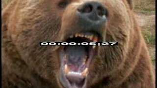 Bear Growling  Bear  Wild Bear  Brown Bear  Best Shot Footage  Stock Footage [upl. by Sihonn]