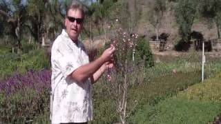 Leptospermum [upl. by Leinahtan191]