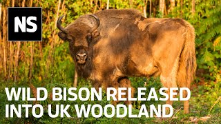 Watch the moment bison were released into UK as part of rewilding project [upl. by Avehsile]