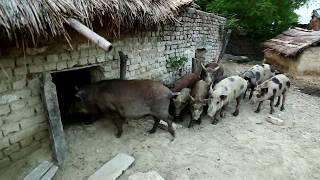 Controlling Porcine cysticercosis in Udaipur Nepal [upl. by Faubion]