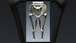 Write Gracilis Muscle Action [upl. by Wagshul]