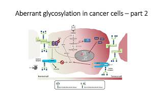 Glimpse of Aberrant Glycosylation in cancer cells Part2 Code 569 [upl. by Ashien]