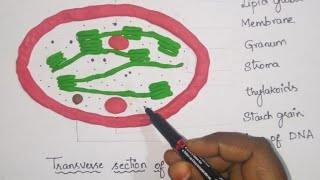 Structure and function of chloroplast with chloroplast clay modelclass 10 Biologyphotosynthesis [upl. by Wendy]