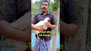 Happy Chicken Story malayalamkerala mallu mollywood vegan animals rescue keralanews [upl. by Romelda]