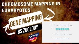 Chromosome mapping in eukaryotes  Gene mappings  linkage [upl. by Holzman959]