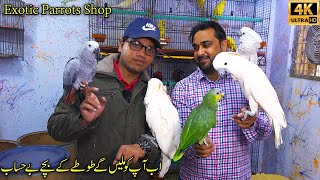 Masha Allah Birds Shop Exotic Parrots and Lots of Parrots Chicks  متجر الببغاوات الغريبة [upl. by Brynne]