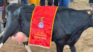 ￼ PDFA ￼￼￼HF cow beauty competition [upl. by Norford]