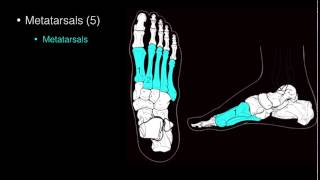 Osteo of Ankle and Foot [upl. by Zednanref]