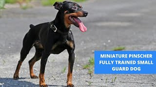 THE MINIATURE PINSCHER  FULLY TRAINED SMALL GUARD DOG [upl. by Abran]