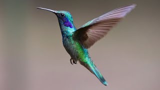 Hummingbird Calls  Hummingbird Sounds  Hummingbirds Chirping  Harmonic Healing Sounds [upl. by Hi740]