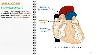 ANATOMIE FMPM LA CONFIGUARTION EXTERNE DU COEUR [upl. by Eidolem]