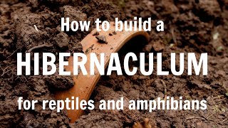 How to build a hibernaculum for reptiles and amphibians [upl. by Coplin682]