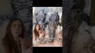 How to Tell the Difference Alligator vs Crocodile  KBacon shorts [upl. by Varien169]