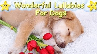 Sleep Music For Dogs And Puppies ♫ Relax Your Golden Retriever Within 5 Minutes [upl. by Nnodnarb]