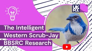 The intelligent western ScrubJay How they steal and protect their caches  Cleverer than chimps [upl. by Trefor747]