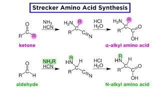 Strecker Amino Acid Synthesis [upl. by Akinimod]