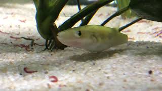 Tetraodon Cutcutia Puffer Ocellated Puffer [upl. by Enomes]