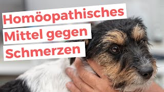 TRAUMEEL Hund Schmerzen lindern 💊Dosierung der Tabletten Erfahrungen Wirkung [upl. by Notac]