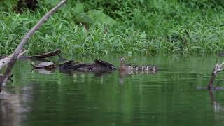 Our pond 62224 wood ducks green heron blue heron turtles [upl. by Tila56]