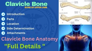 Clavicle Bone  Anatomy of Clavicle Bone  Clavicle Anatomy clavicle clavicleanatomy [upl. by Kirtap626]