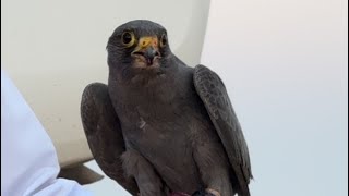 صقر الغروب الاسم العلمي Falco concolor بالإنجليزية Sooty Falcon [upl. by Nnylyar144]