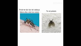 Que porcaria de mosquito kk shorts [upl. by Lotte505]