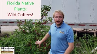 Florida Native Plants Wild Coffee [upl. by Gariepy]