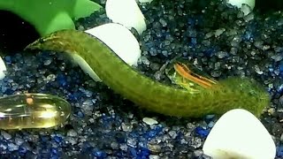 Spiny eel feeding time with bichir [upl. by Adiari]