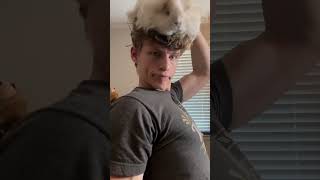 Curing baldness with guinea pig wigs part 2 funny ￼ [upl. by Litha]