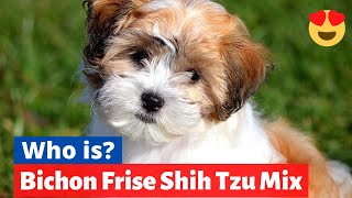 Bichon Frise Shih Tzu Mix Shichon  Should you get this Cross Breed Shichon Facts Size and Info [upl. by Naira841]